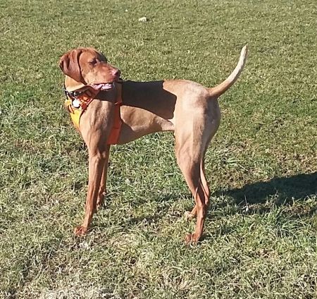Russett Harmony's Kody