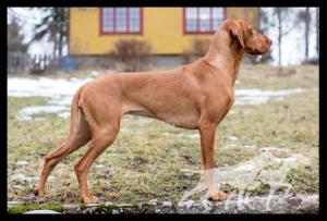 Odeta Ceska Vives Bohemia