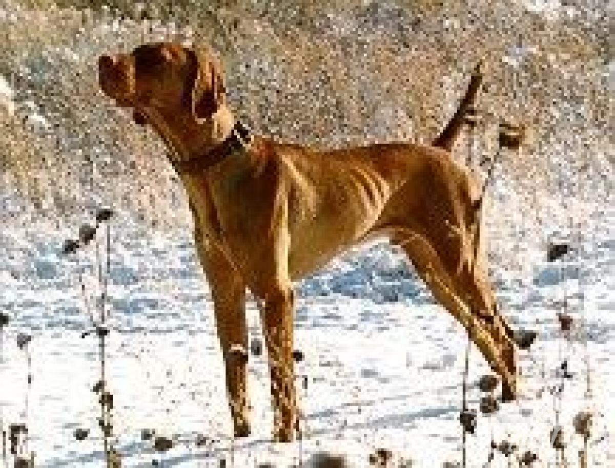 Cherokee's Dakota / The Cherokee's Dakota