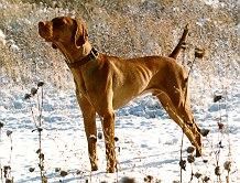 Cherokee's Dakota / The Cherokee's Dakota