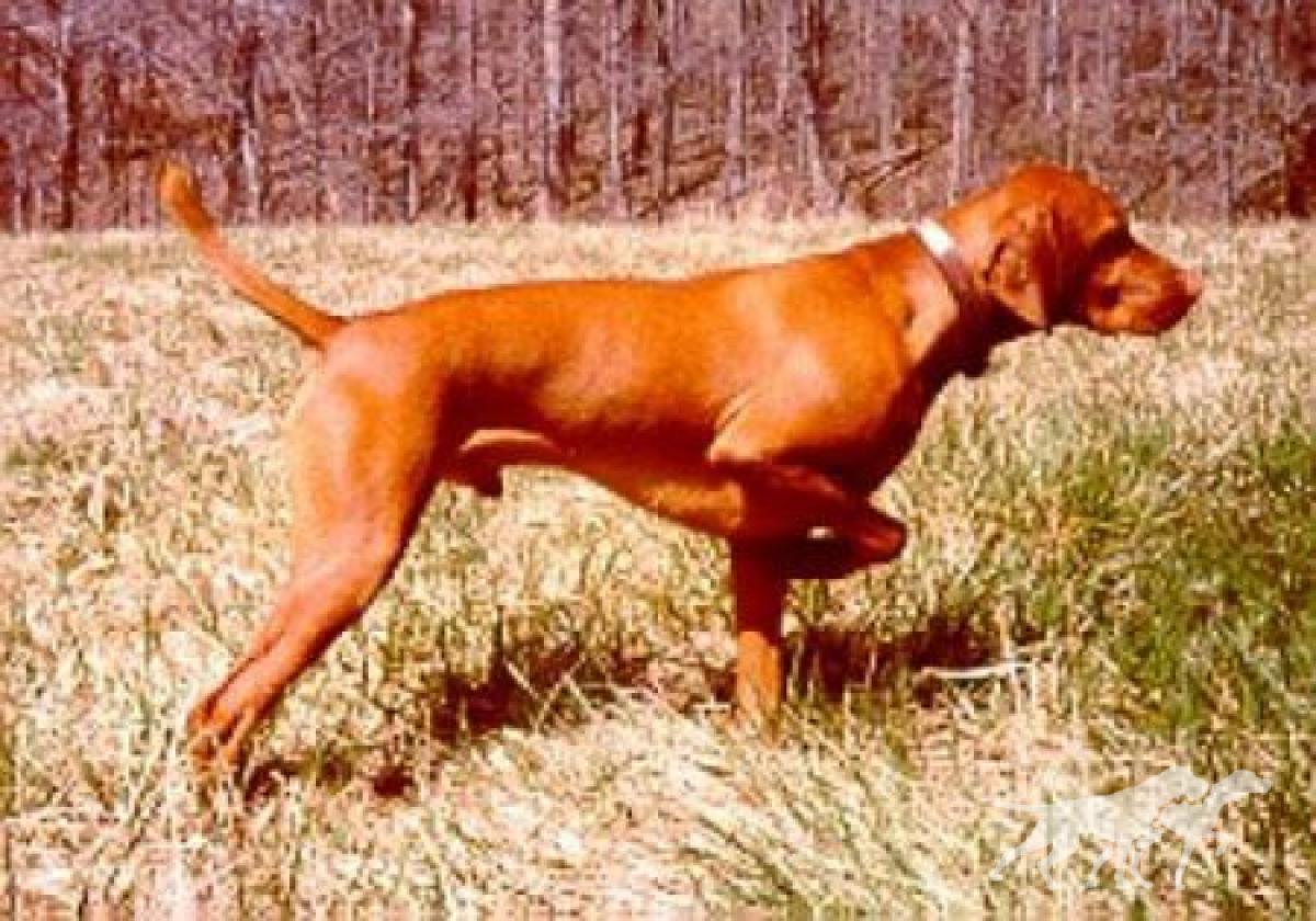 Hodag's Hunter