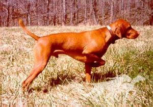 Hodag's Hunter