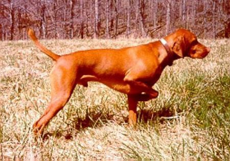 Hodag's Hunter