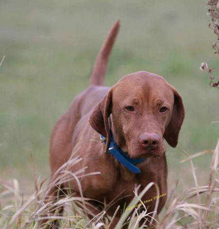 Shiloh's Matrix