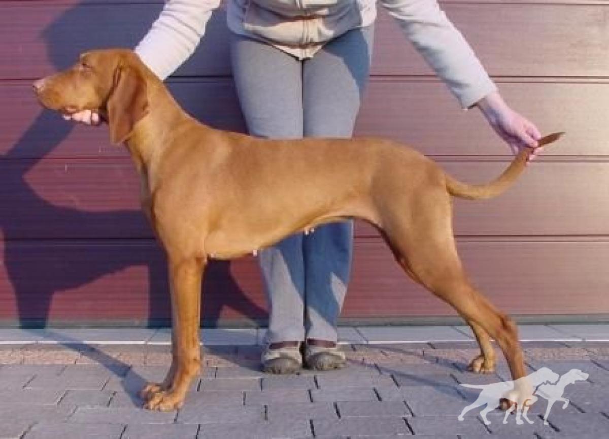 Zeta Moja Vizsla