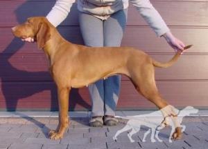 Zeta Moja Vizsla
