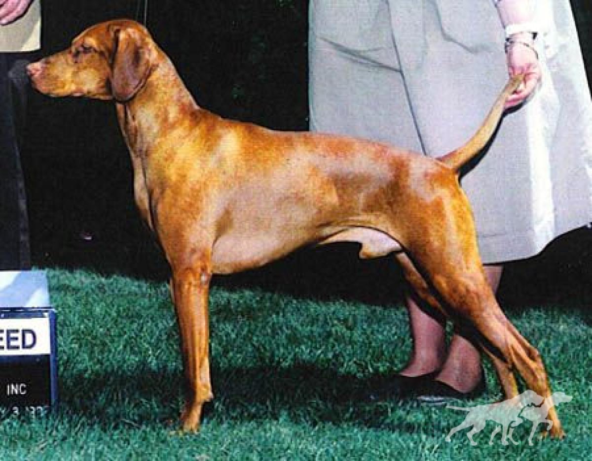 Willo Runn's Fieldways Rocky