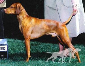 Willo Runn's Fieldways Rocky