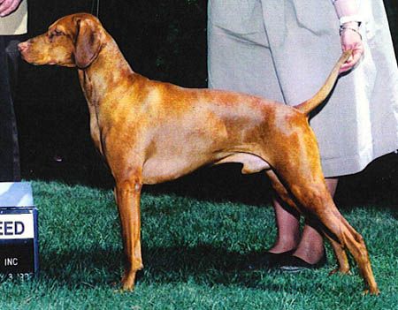 Willo Runn's Fieldways Rocky