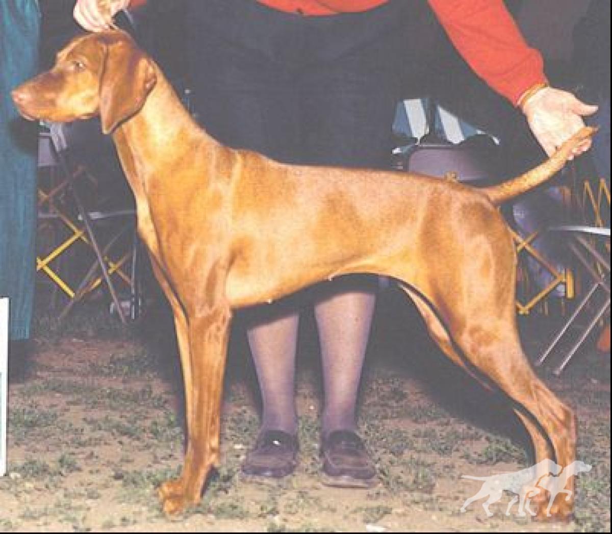 Copper Creek's CV's Whoanel'e