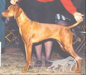 Copper Creek's CV's Whoanel'e