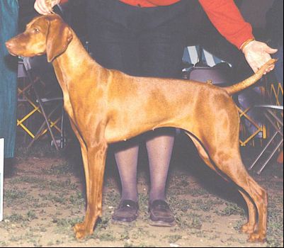 Copper Creek's CV's Whoanel'e