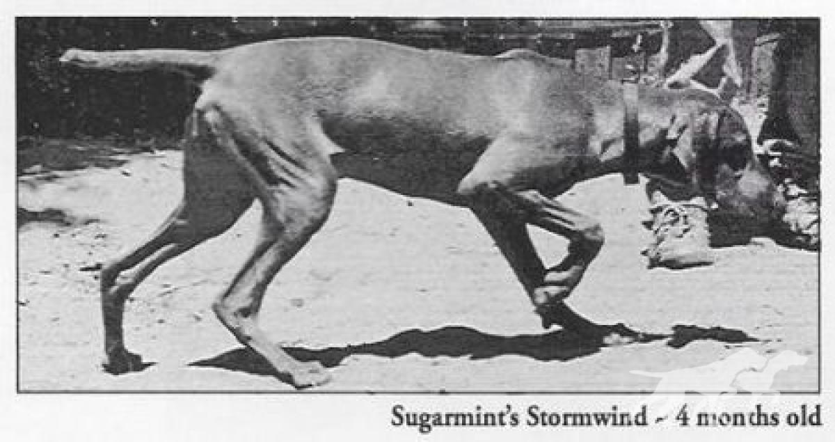 Sugarmint's Stormwind
