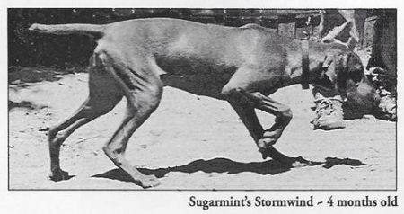 Sugarmint's Stormwind
