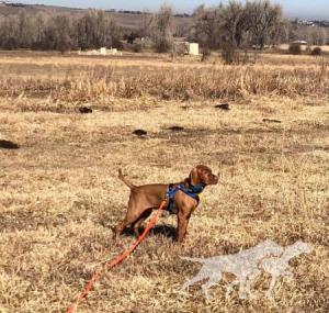 Revved Up's N Boulder's Full Throttle