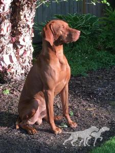 Eastwind's Big Slick
