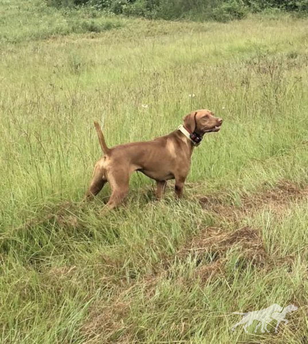 Springfield's Et's Guy Cowboy Ruger