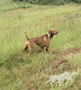 Springfield's Et's Guy Cowboy Ruger