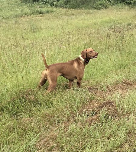 Springfield's Et's Guy Cowboy Ruger
