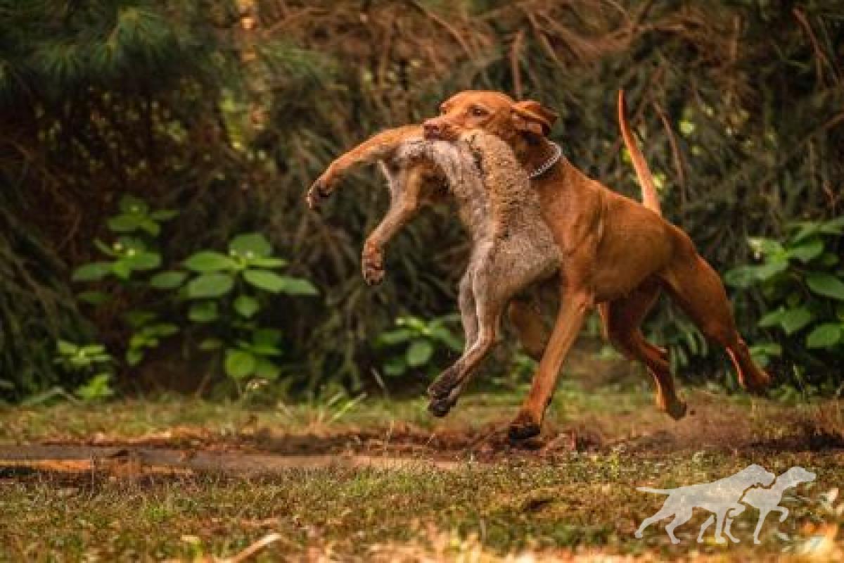 Abigail Vizsla von Prague