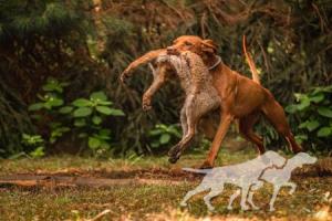 Abigail Vizsla von Prague