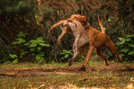 Abigail Vizsla von Prague