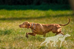Abigail Vizsla von Prague