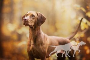 Abigail Vizsla von Prague