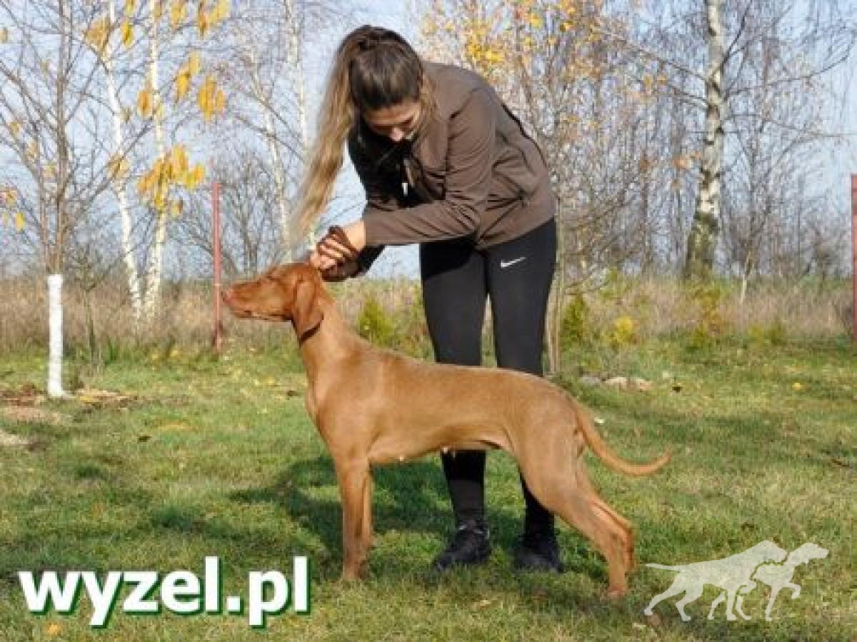 Dereniowka z Talchejów