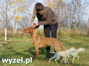 Dereniowka z Talchejów