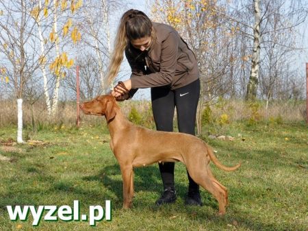 Dereniowka z Talchejów