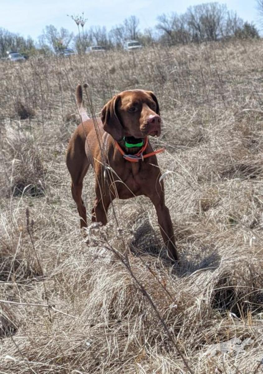 A Levi On The Wind