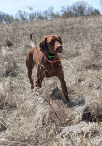 A Levi On The Wind