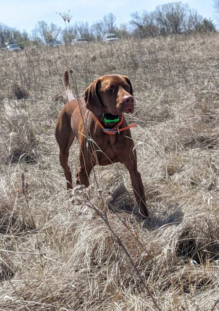 A Levi On The Wind
