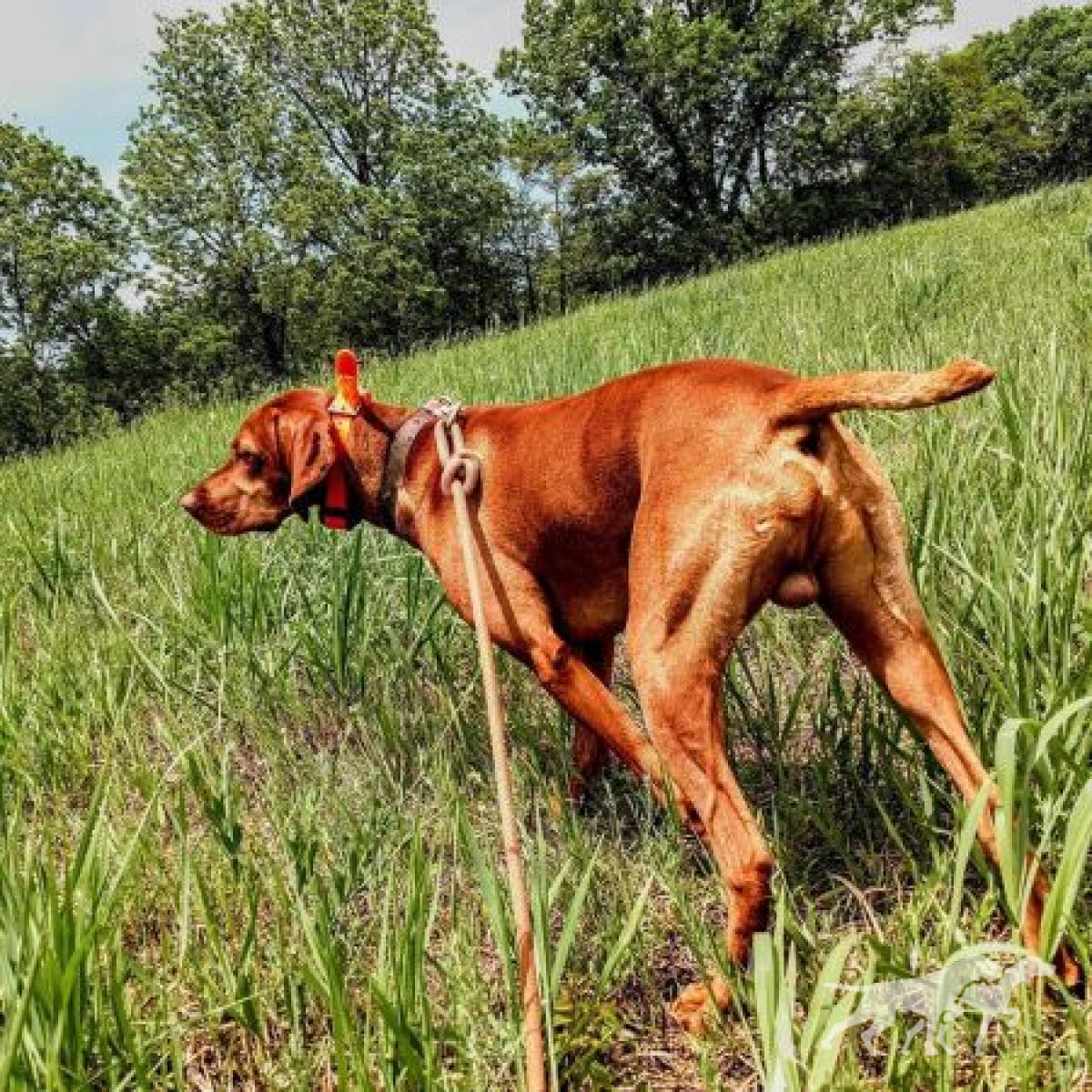 Copper's Perfect Match