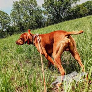 Copper's Perfect Match