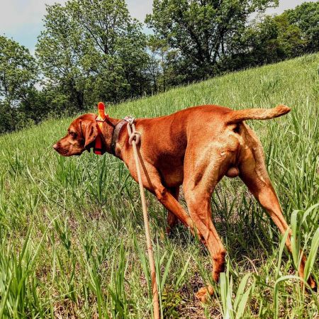 Copper's Perfect Match