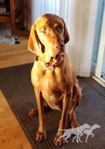 Sir Wrigley Von Schmitz