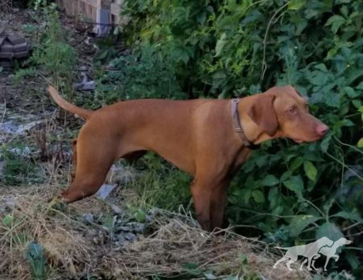 Ck Sir Radar von Peyton Schmitz