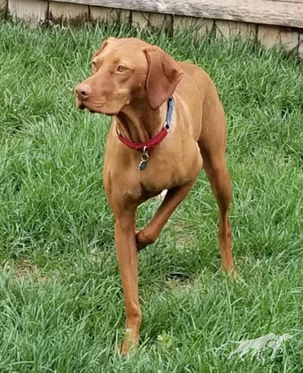 Ck Sir Rocket von Td Schmitz