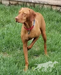 Ck Sir Rocket von Td Schmitz