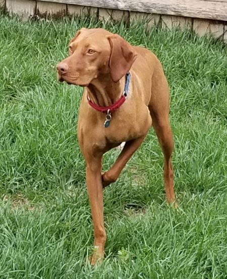 Ck Sir Rocket von Td Schmitz
