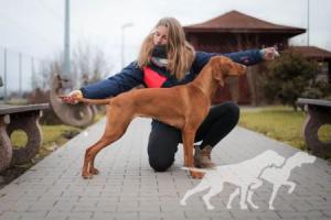 Bajlando i do przodu Brave Team FCI