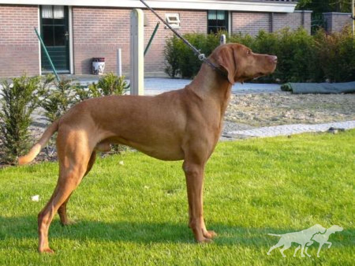 Ekszer Krico Kutya