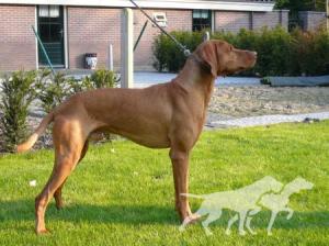 Ekszer Krico Kutya
