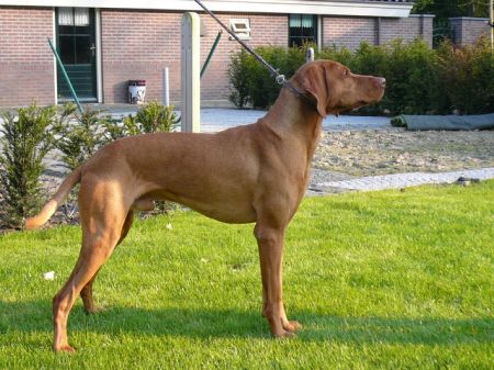 Ekszer Krico Kutya