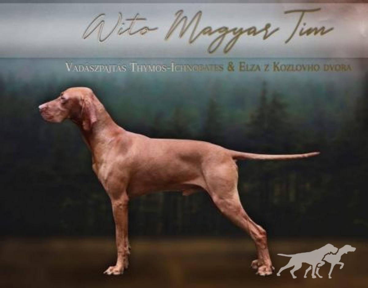 Wito Magyar Tim