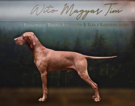 Wito Magyar Tim