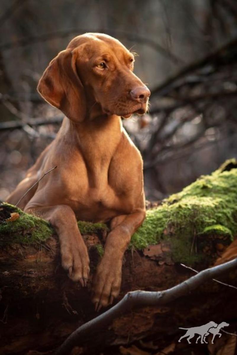 Grappa Vizsla Holly Dogsland