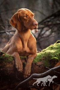 Grappa Vizsla Holly Dogsland